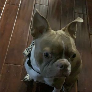 Meet your Posher, Luis